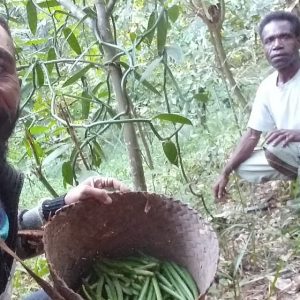Alor Vanilla farmer harvesting 2020