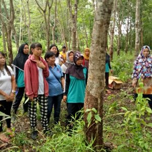 Planting in Abandoned rubber plantation