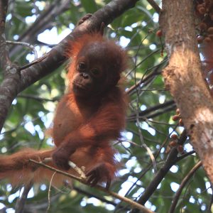 Baby orangutan in Sebangau National Park in Borneo.