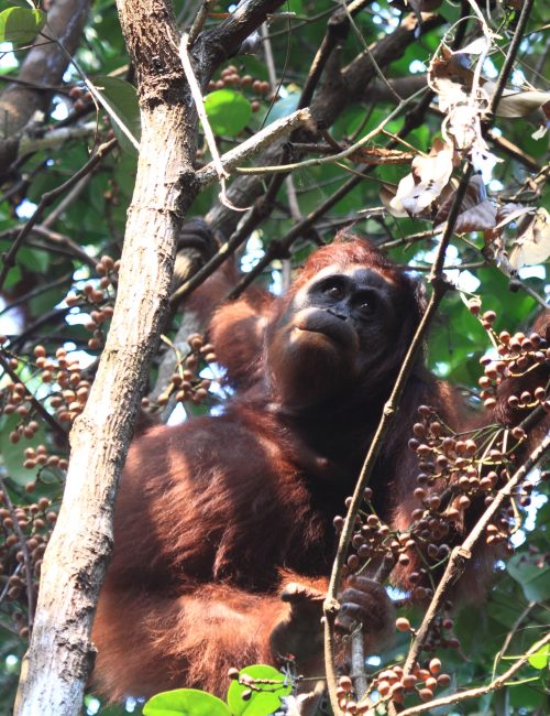 Fabio Olmos capturing the Orangutans in Sebangau